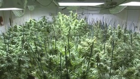Florida sets stage for more medical marijuana licenses