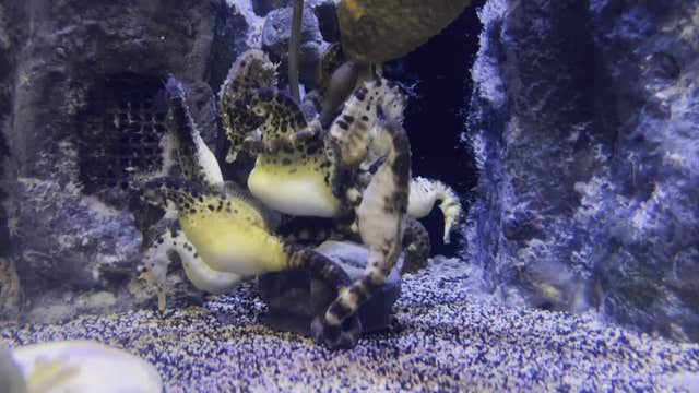 Cupid’s arrow strikes at SEA LIFE Orlando Aquarium resulting in baby boom