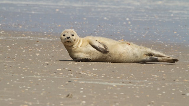 Non-native harbor seal appears on north Florida beach