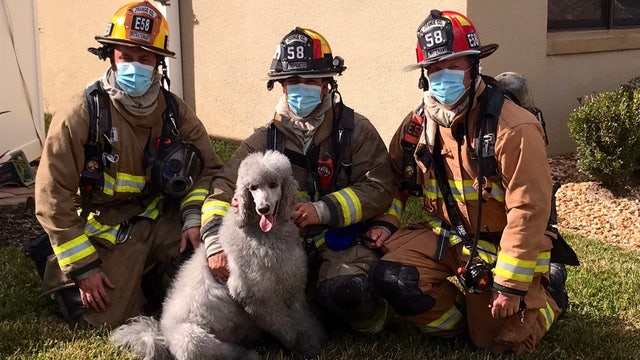 Good girl! Dog alerts owners of house fire using Ring camera