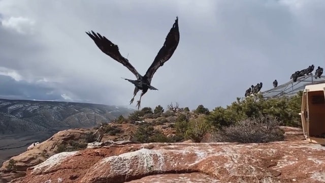 Condor released back into wild after lead poisoning treatment in Utah