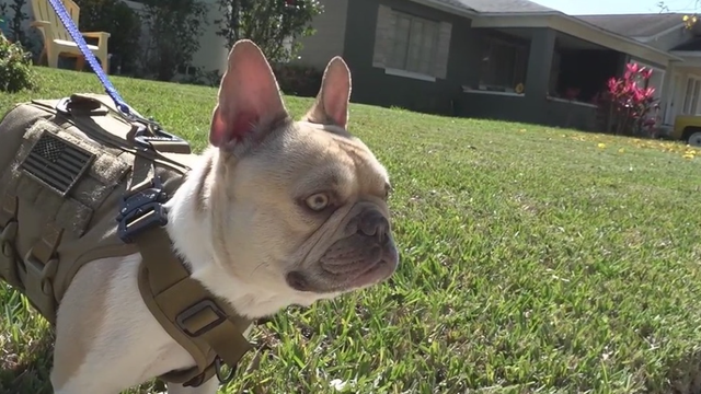 Central Florida French Bulldog owners concerned after Lady Gaga's dog thefts
