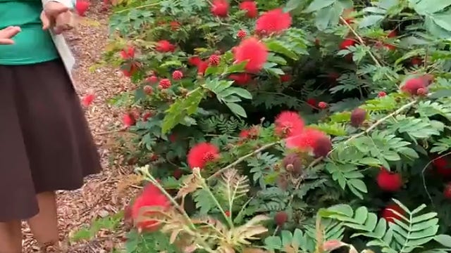 Oviedo's Mayor Sladek proposes edible plants in public parks