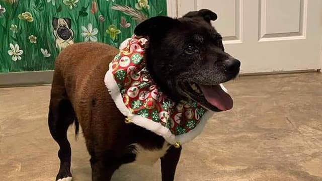 Wiggles the dog finally gets adopted after 11 years in a shelter