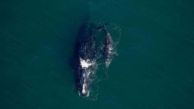 Endangered baby right whale found dead on Florida beach