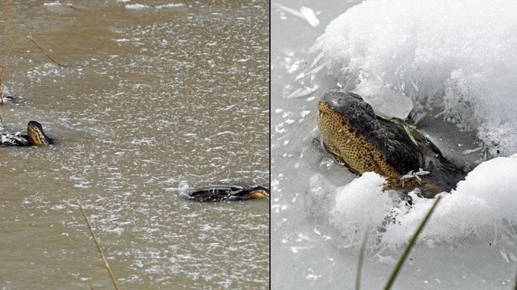 'Frozen' alligators spotted sticking noses through ice to survive in Oklahoma - Vimarsana News