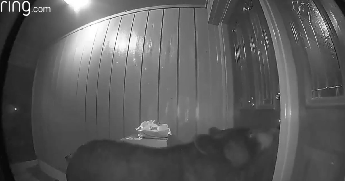 Anybody home? Ring camera catches curious bear on porch in Longwood ...