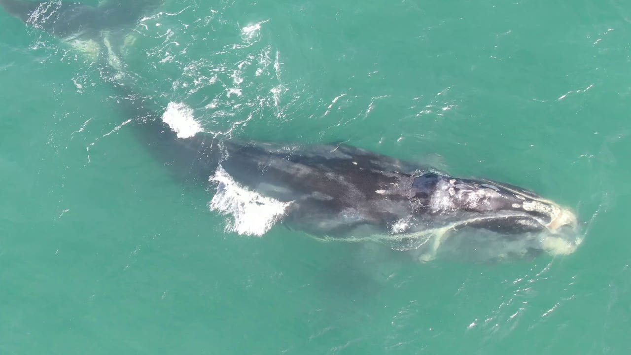 Endangered right whale found dead off the coast of South Carolina