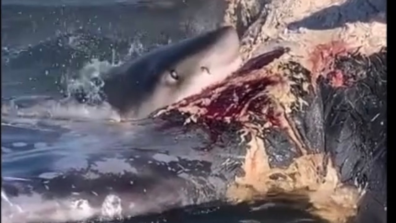 Sharks feeding on a whale carcass frenzy in South Carolina