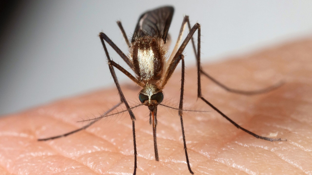 New species of mosquito invades Florida