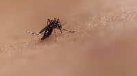 Brevard County reports first locally acquired dengue case amid Florida outbreak