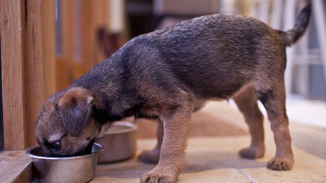 Dog food recalled over salmonella, listeria concerns: FDA