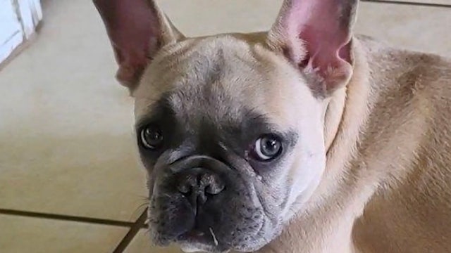 Orlando family offers $2,500 reward for safe return of French Bulldog named Bugsy