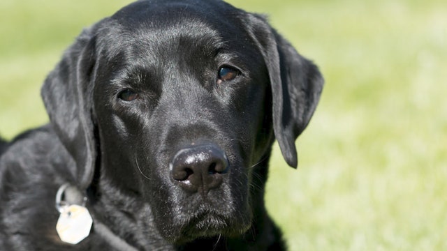 Labradors ranked America’s favorite dog for 30th year in a row, French bulldogs rise to No. 2 spot