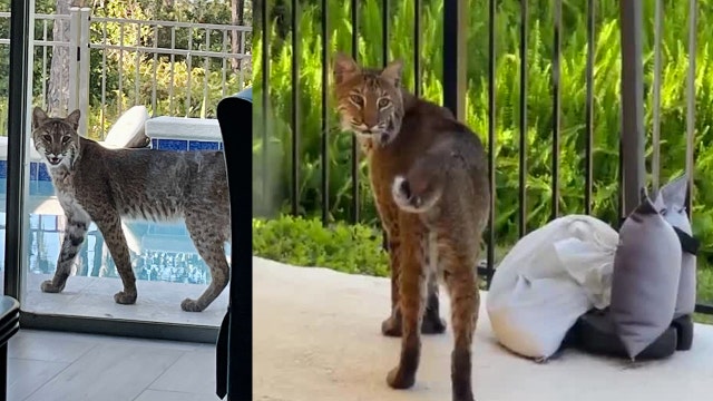 VIDEO: Bobcat spotted outside Orlando home's sliding glass door