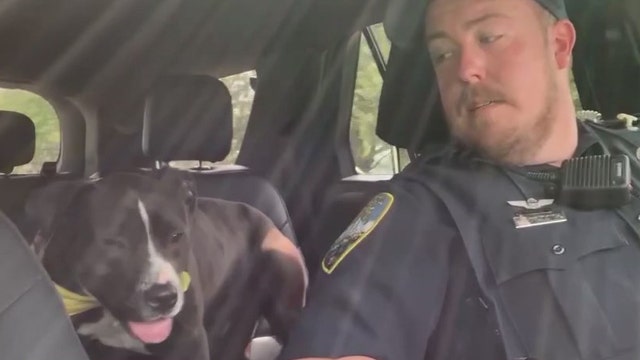 Florida officers take shelter dogs on ride-along to help them find forever homes