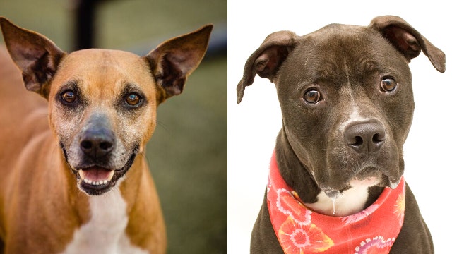 Orange County shelter seeking homes for 2 dogs battling cancer