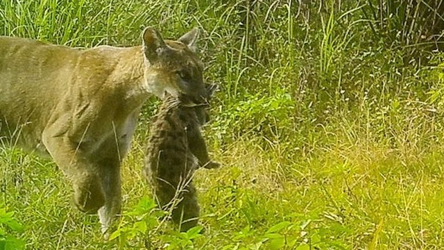 Florida panther cub struck, killed by vehicle, officials say