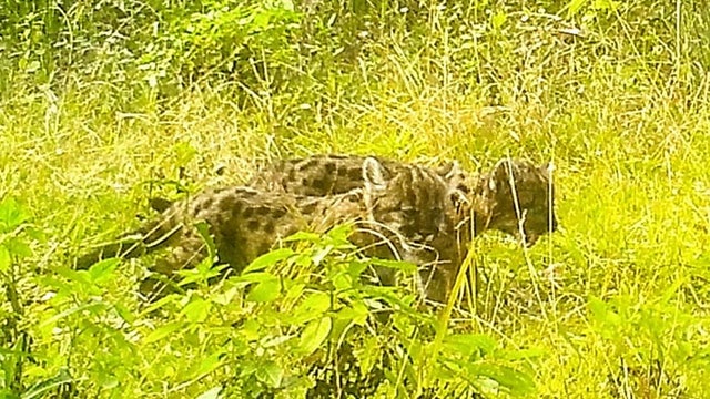 Officials: Florida panther struck and killed by vehicle along Alligator Alley
