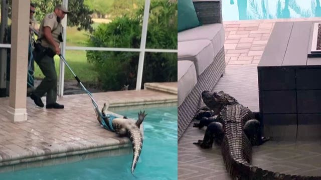 Massive gator shows up on Florida family's lanai, takes a swim in pool