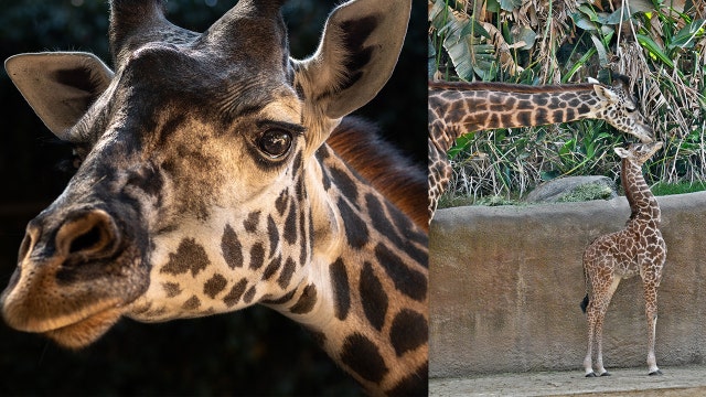 Mother giraffe at zoo dies after delivering stillborn calf