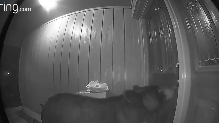 Anybody home? Ring camera catches curious bear on porch in Longwood - Vimarsana News