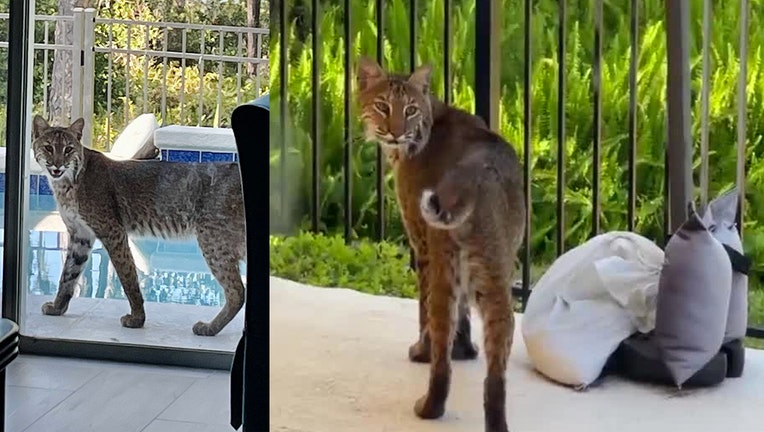 bobcat orlando florida spotting