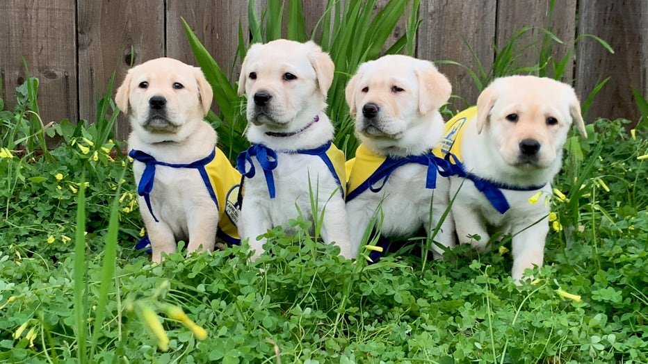 What Time Is The Puppy Bowl On Today? Streaming Info, Where To Watch The  2024 Puppy Bowl Online