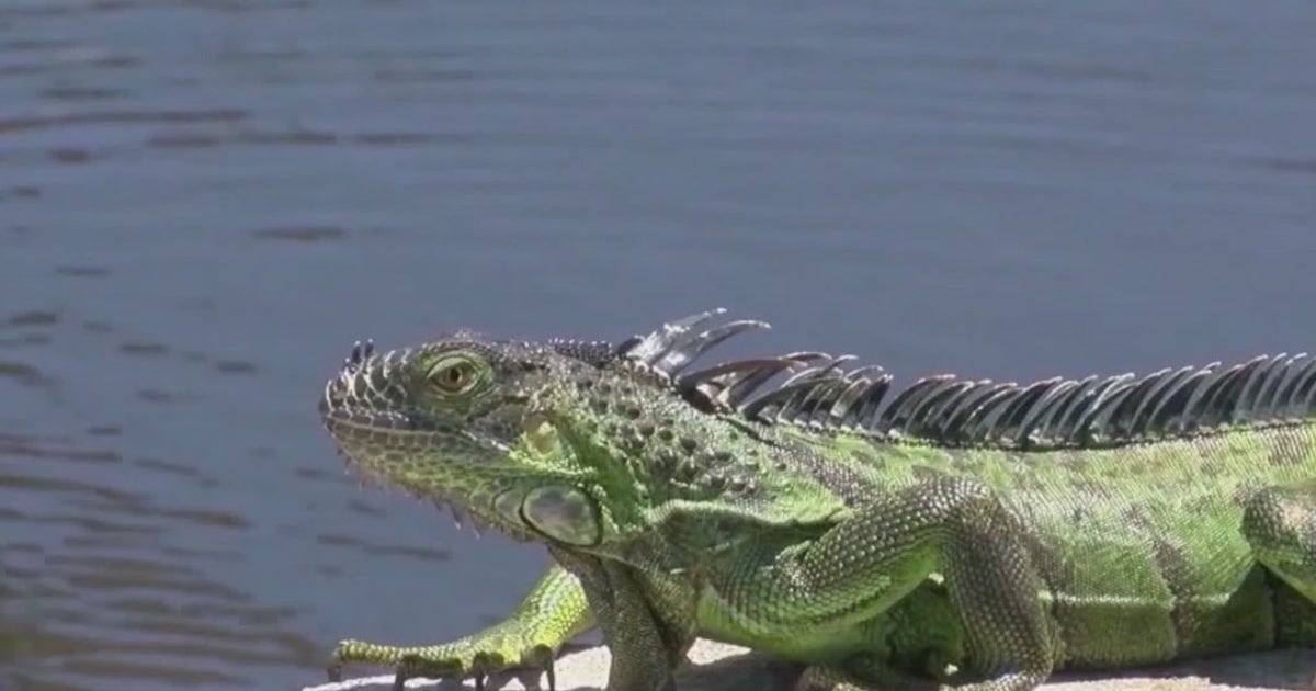 Florida FWC issues temporary order to collect, transport invasive stunned green iguanas in cold weather