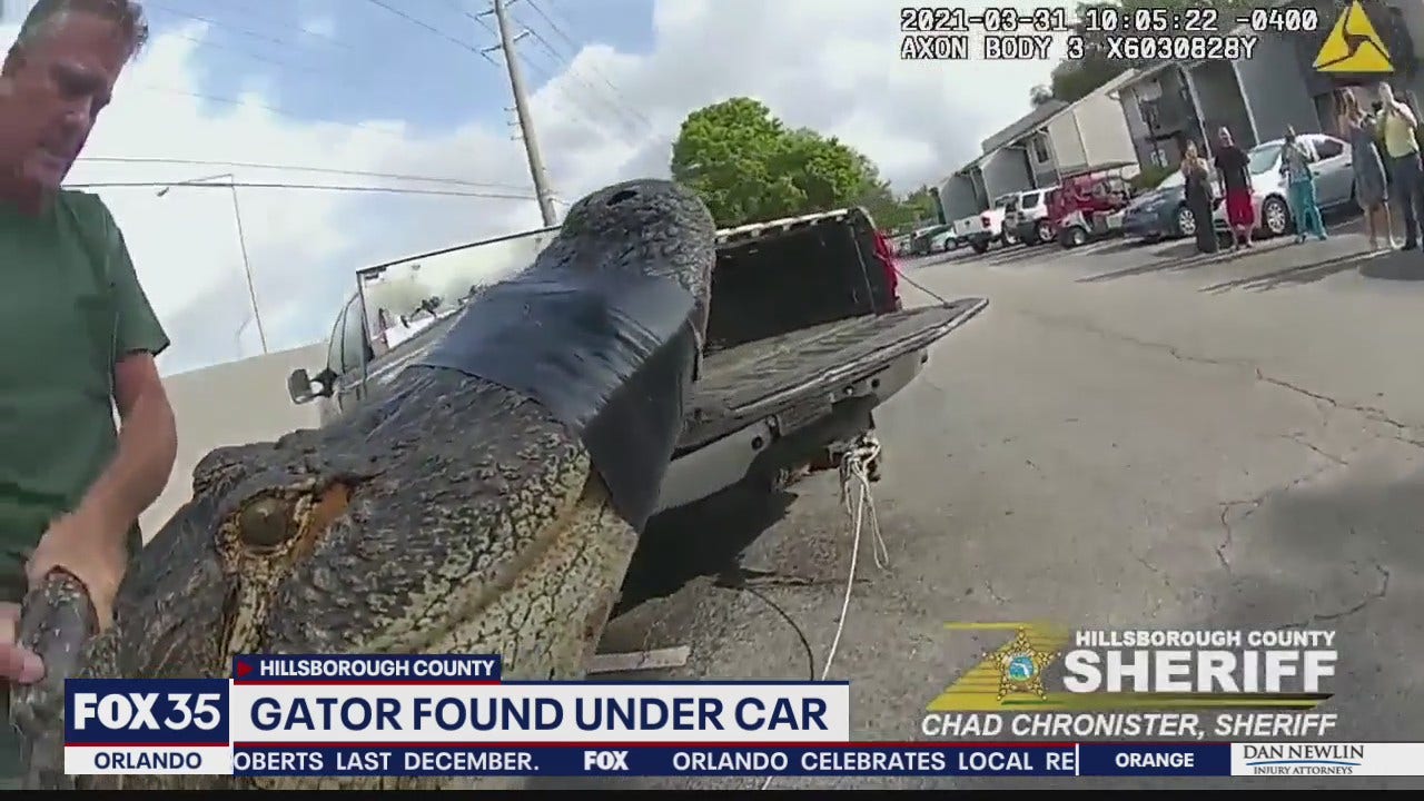 Alligator found under car