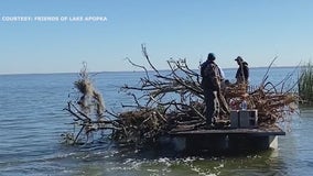 Old citrus trees anchored to the bottom of Lake Apopka to attract fish