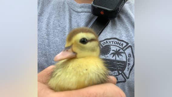 Baby ducklings rescued, reunited with mama thanks to firefighters