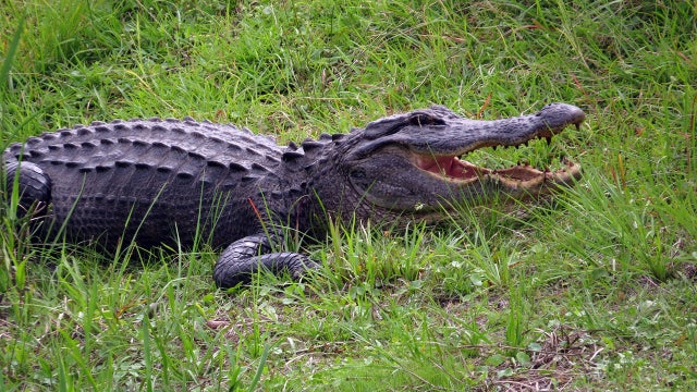 Big 'cannibal' alligator drags smaller gator on Florida golf course