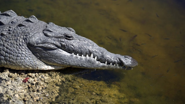 Later, gator: FWC wants you to watch out for crocodiles, too