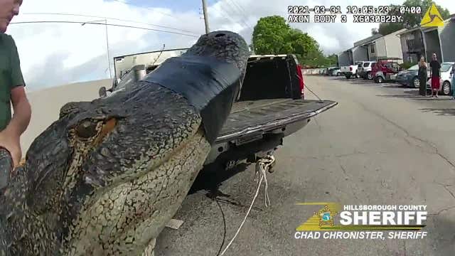 Body cam shows 'arrest' of 10-foot gator found under car in Florida