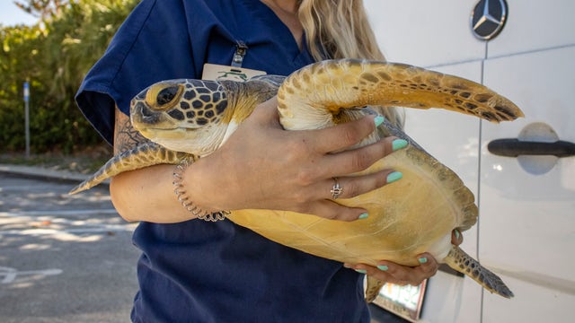 Florida Keys sea turtle participates in Tour de Turtles