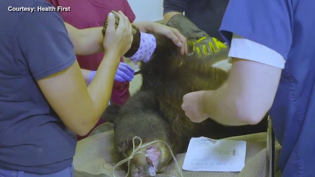 Brevard Zoo's 'Brody the Bear' undergoes MRI