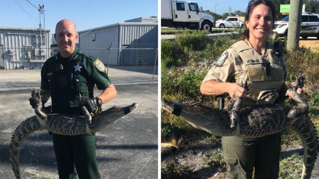 Deputies: 5-foot alligator caught near Seminole County intersection, safely removed