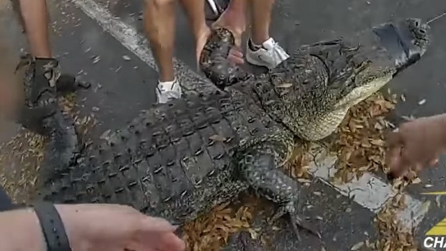 Gatorland expert: What to do if you find an alligator under your car