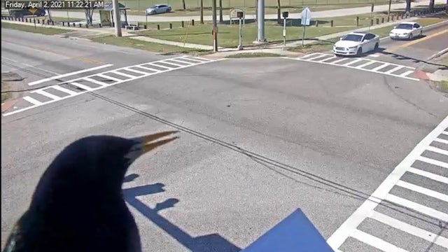 'Bird's eye view': Bird watches world go by from security camera in Florida