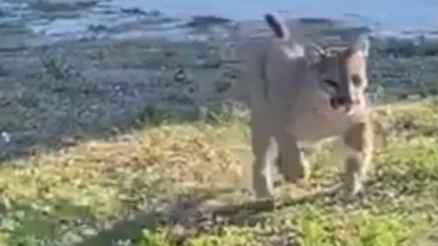 VIDEO: Deputy has encounter with rare and endangered Florida panther