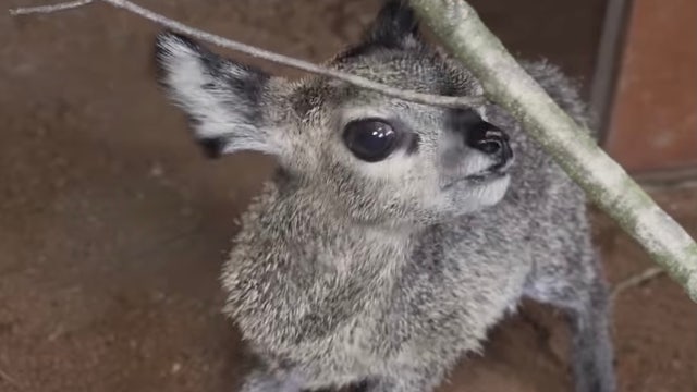 Florida zoo welcomes baby klipspringer antelope