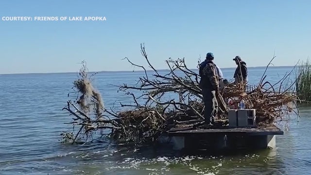 Old citrus trees anchored to the bottom of Lake Apopka to attract fish