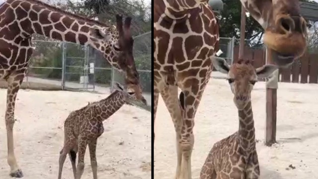 VIDEO: Baby giraffe born at Zoo Miami takes its first steps