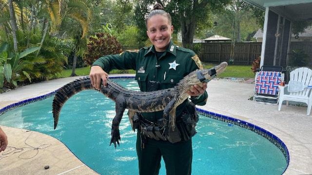 Pinellas County deputy 'plays lifeguard,’ kicks gator out of private pool