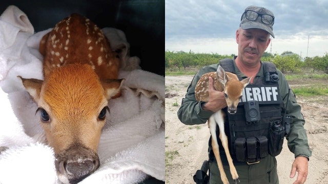 Baby deer rescued after being attacked by dogs in Florida