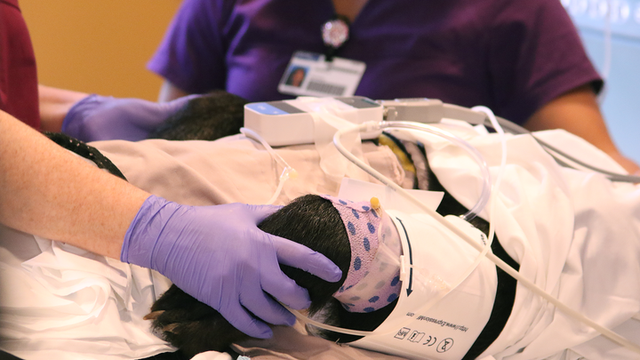 Bear gets much-needed MRI at Brevard County hospital