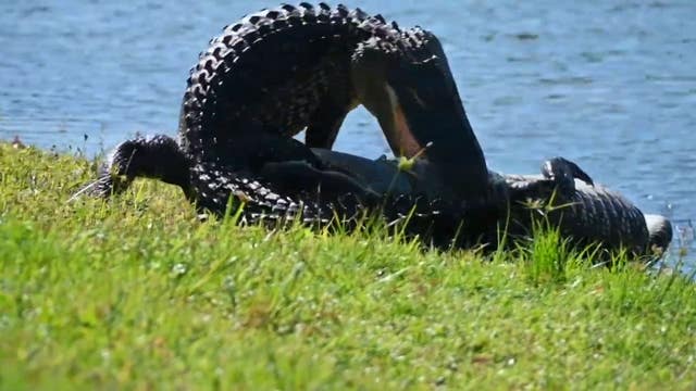 Large alligators wrestle in Lakewood Ranch backyard as mating season gets underway