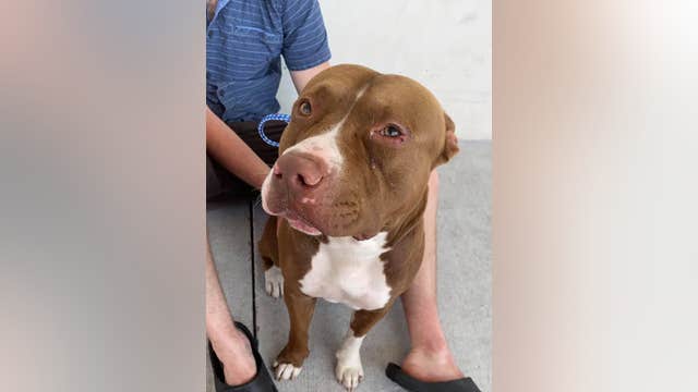 Newly adopted dog lost near Florida Everglades after crash