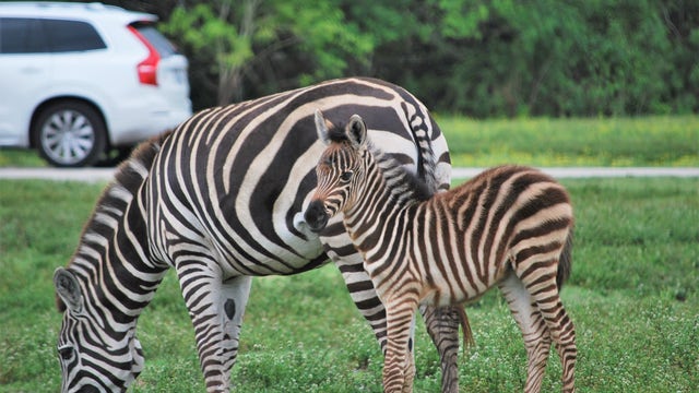 Adorable! Baby zebra born at Florida drive-thru safari